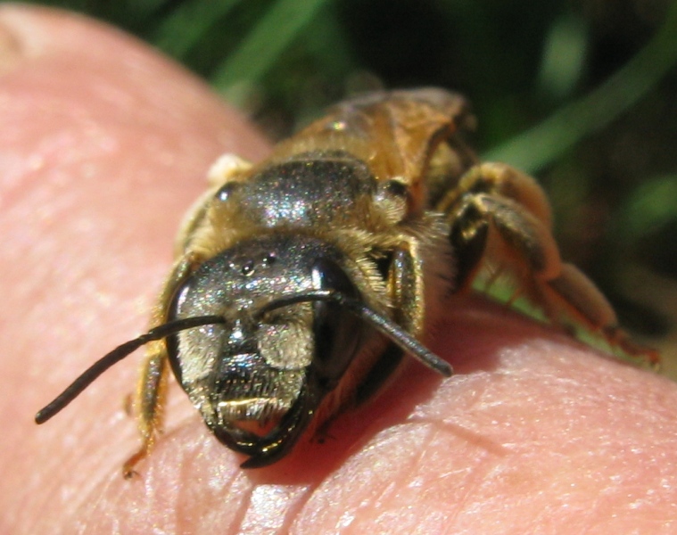 femmina di Halictus sp.